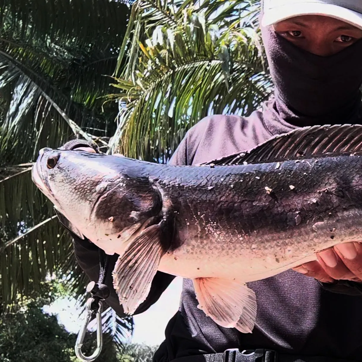 The most recent Indonesian snakehead catches on Fishbrain