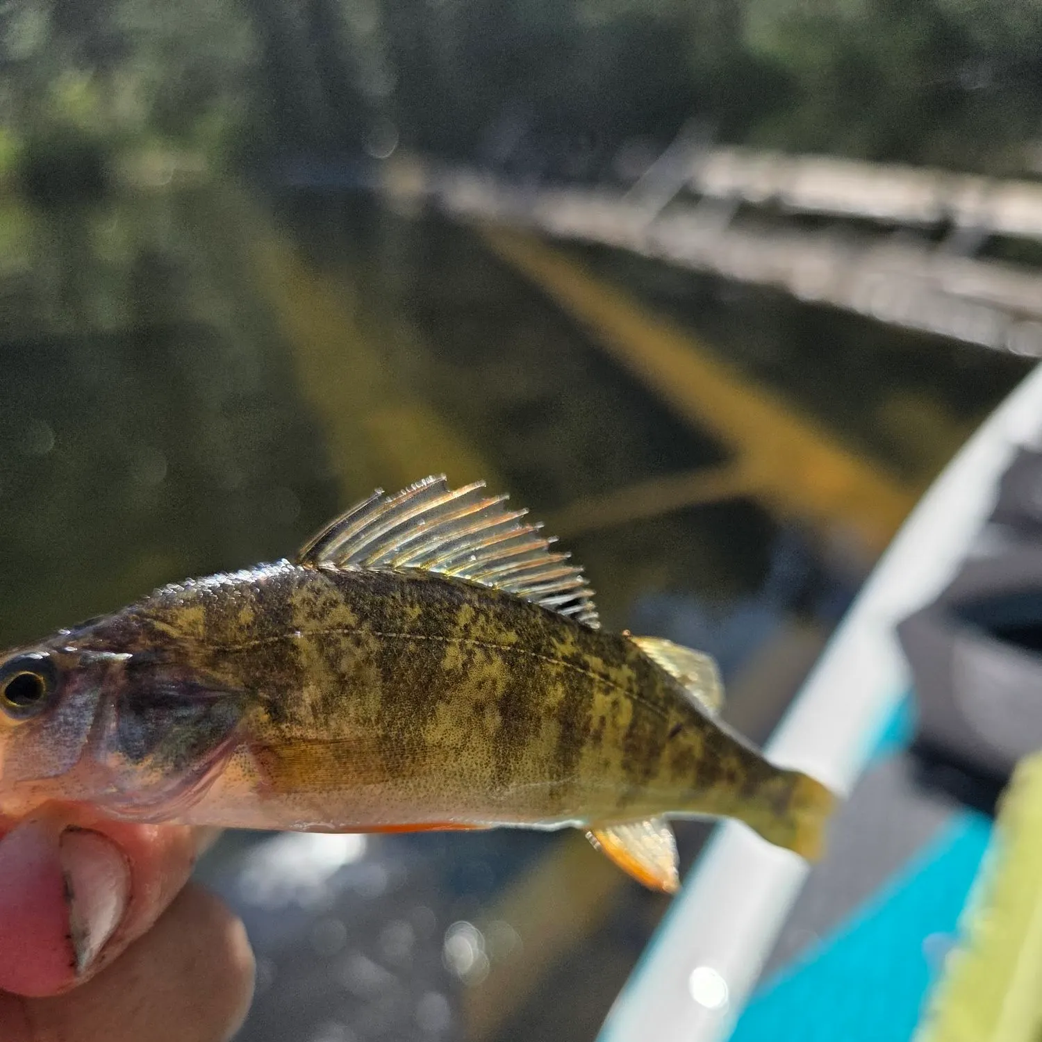 Northern pikeminnow caught on Fishbrain