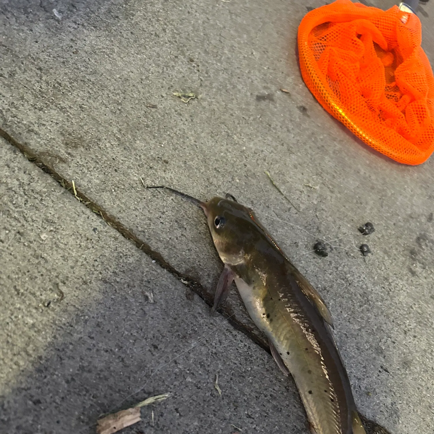 catch