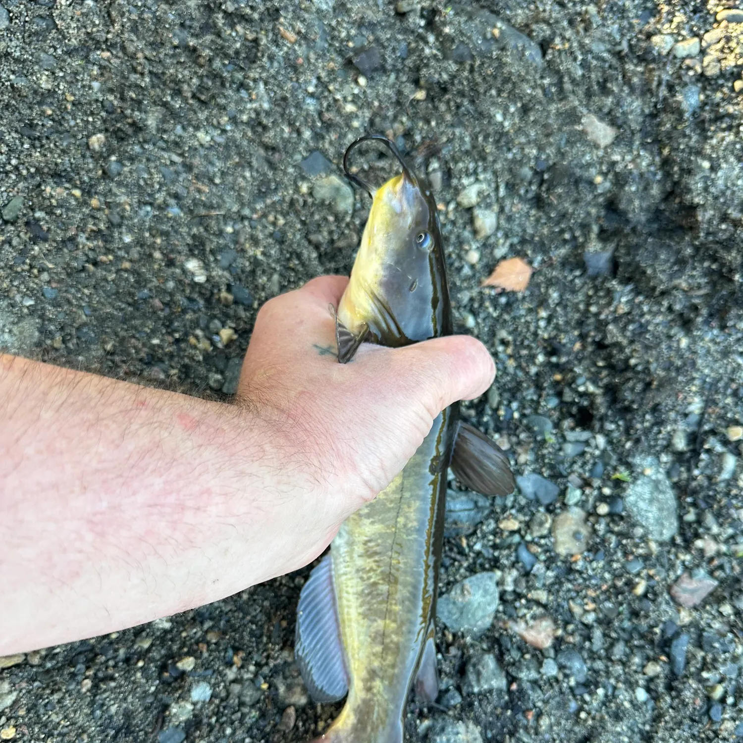 Brown bullhead caught on Fishbrain