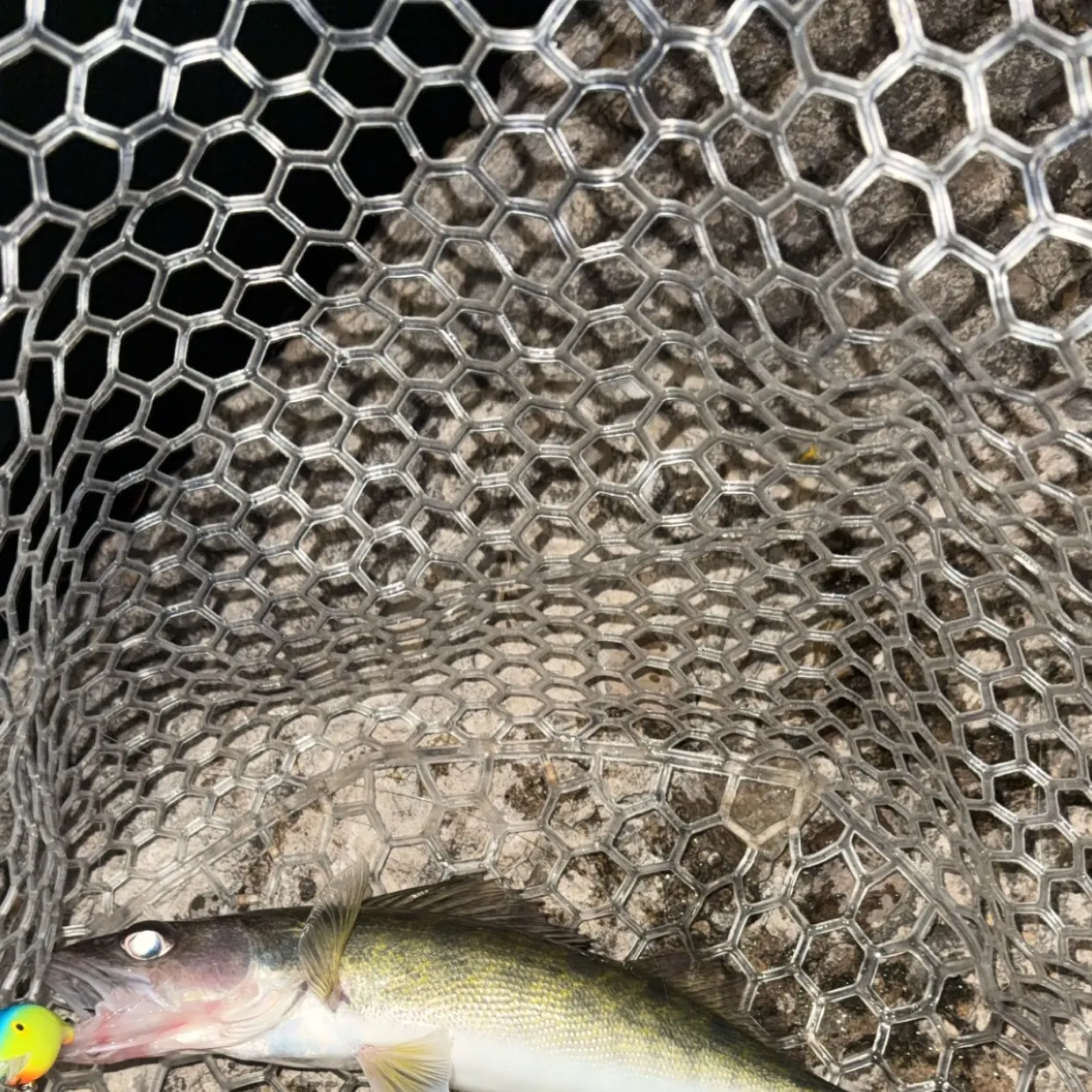 Walleye caught on Fishbrain