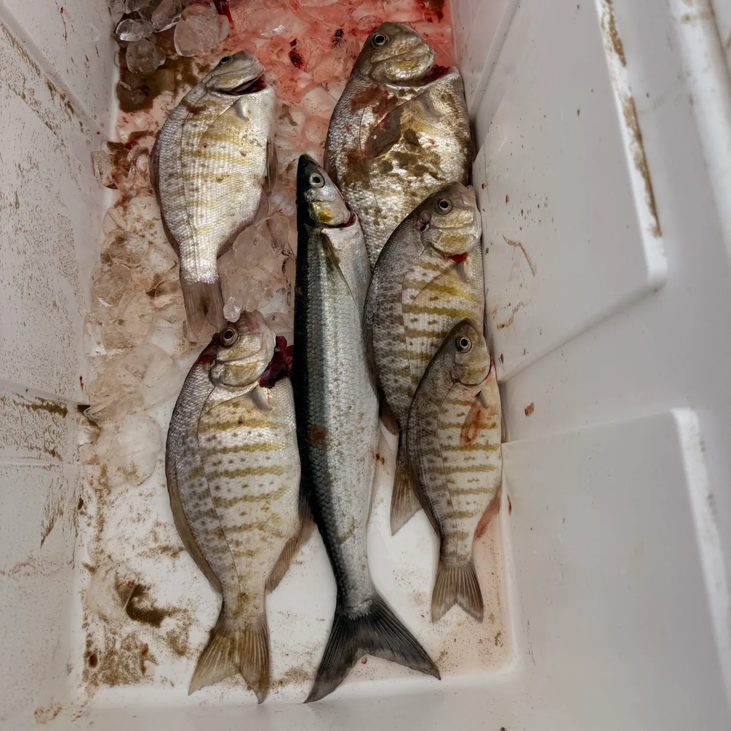 The most recent Barred surfperch catches on Fishbrain