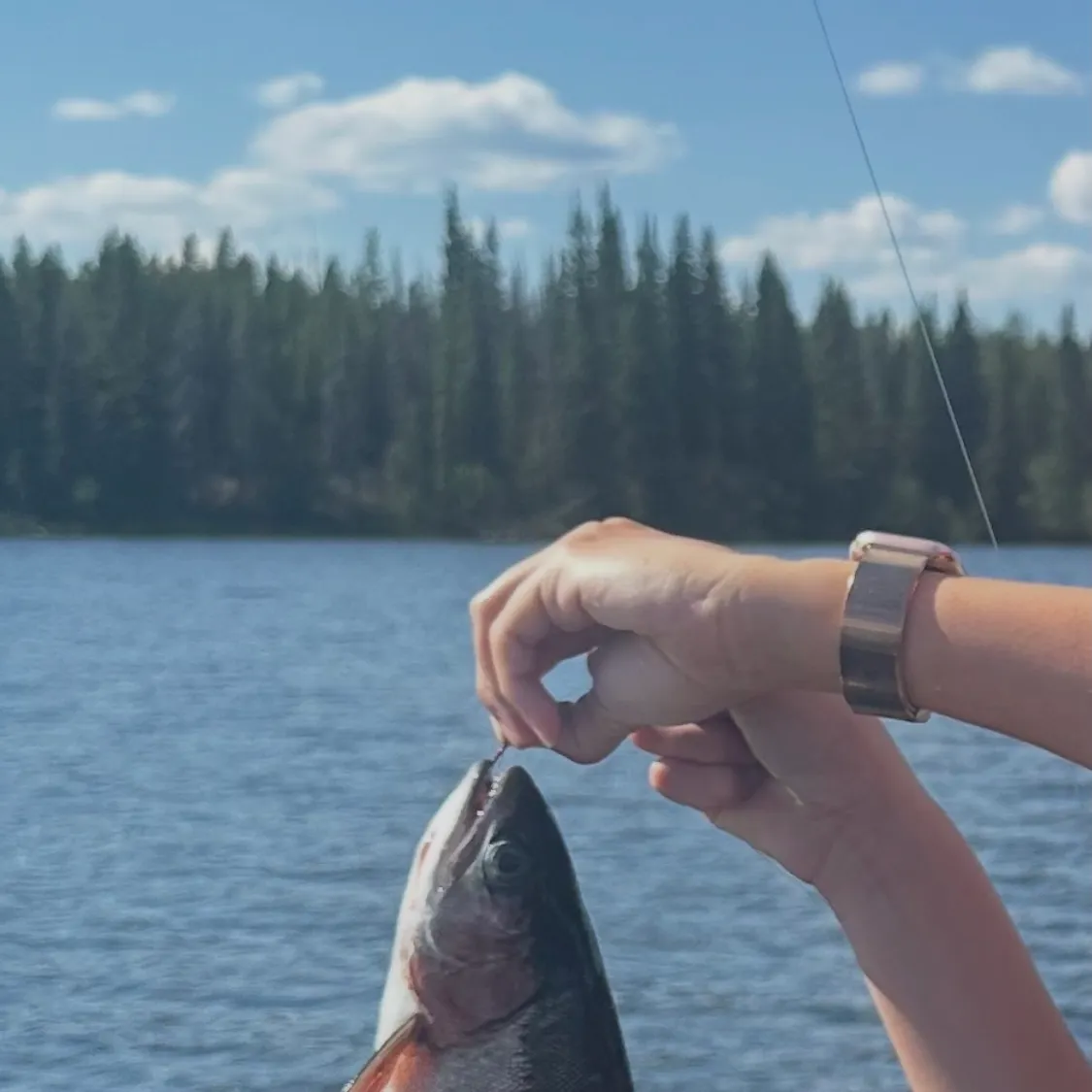 The most recent Rainbow trout catches on Fishbrain