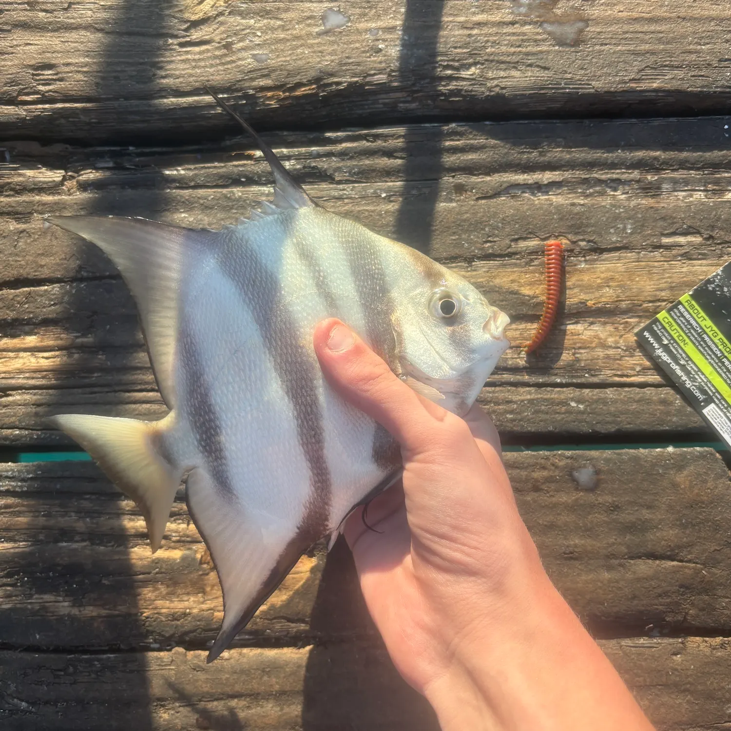 The most recent Atlantic spadefish catches on Fishbrain