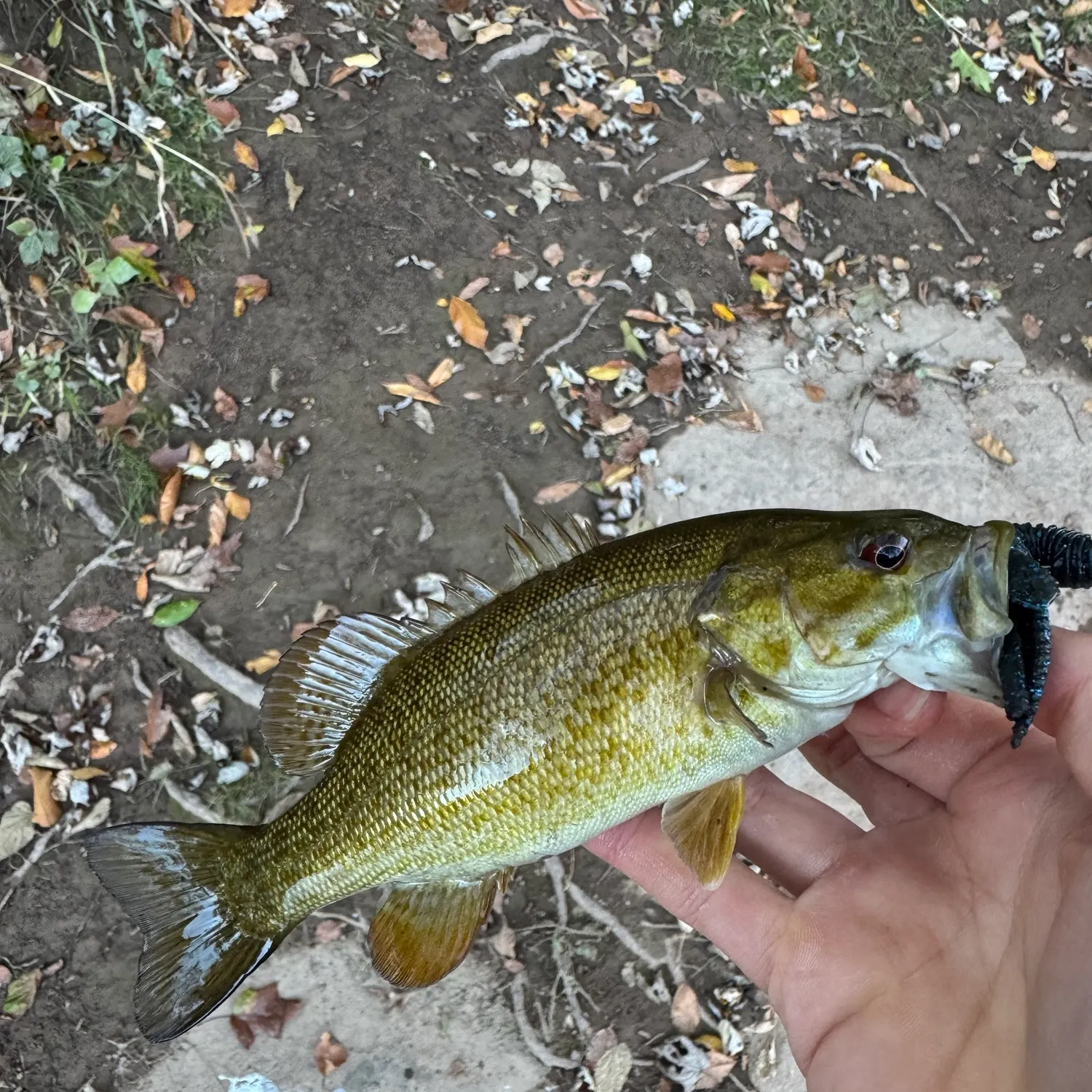 Smallmouth bass caught on Fishbrain