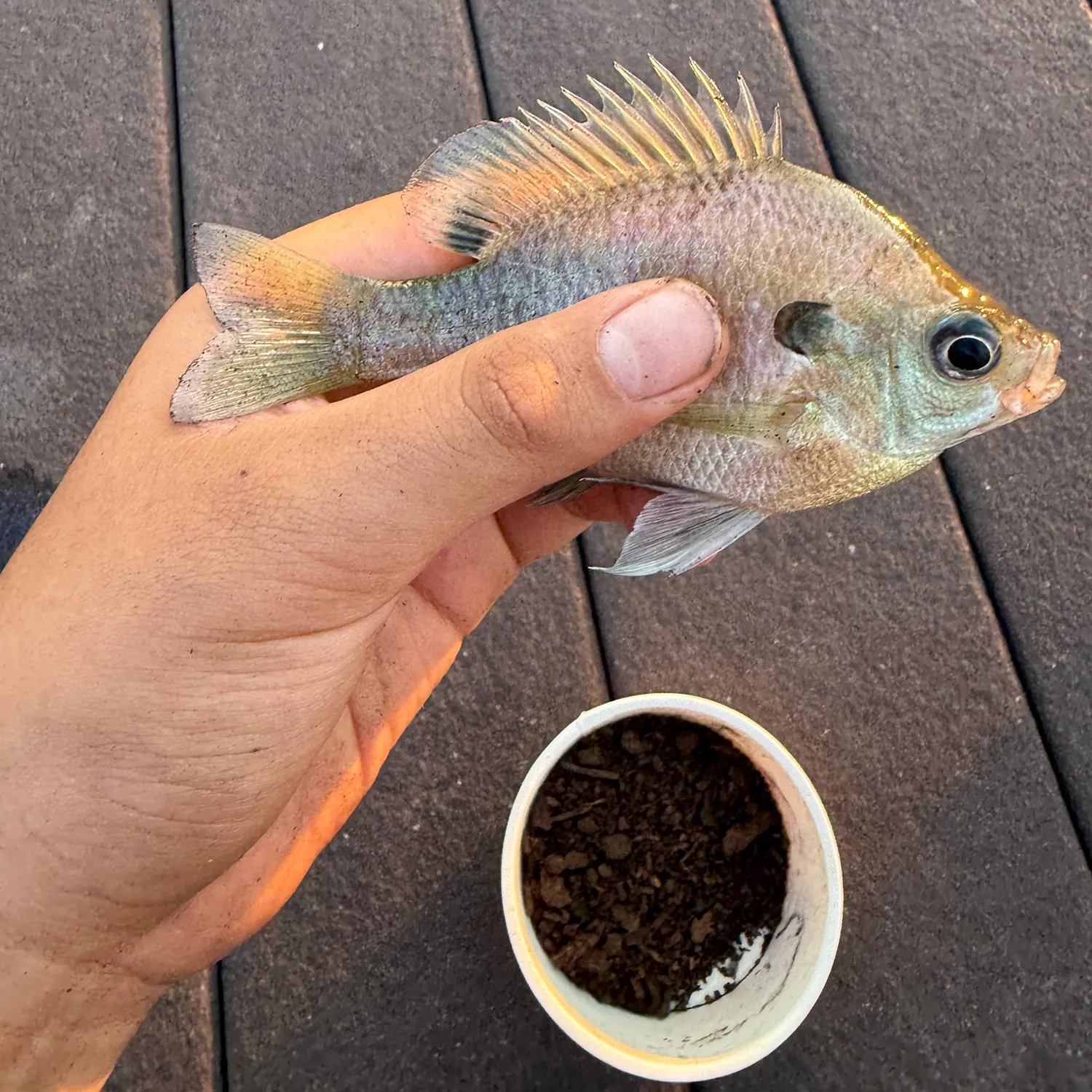 Fish caught on Fishbrain