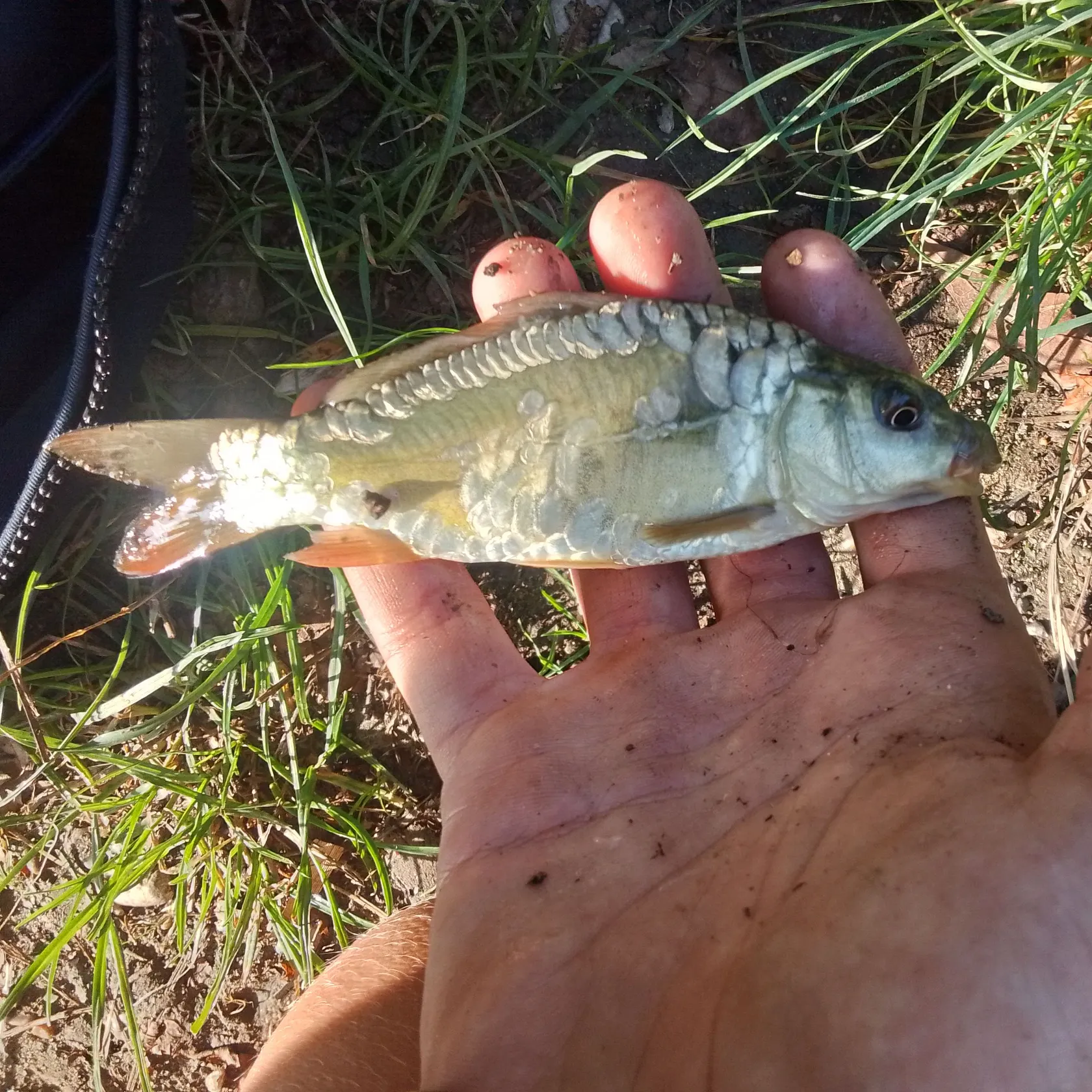Mirror carp caught on Fishbrain