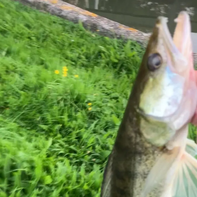 The most recent Zander catches on Fishbrain