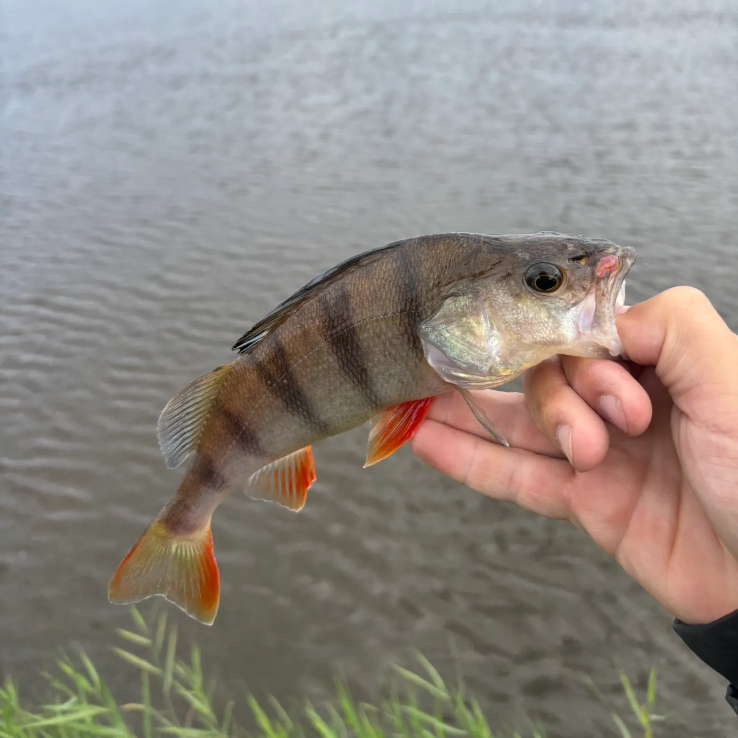 European perch caught on Fishbrain