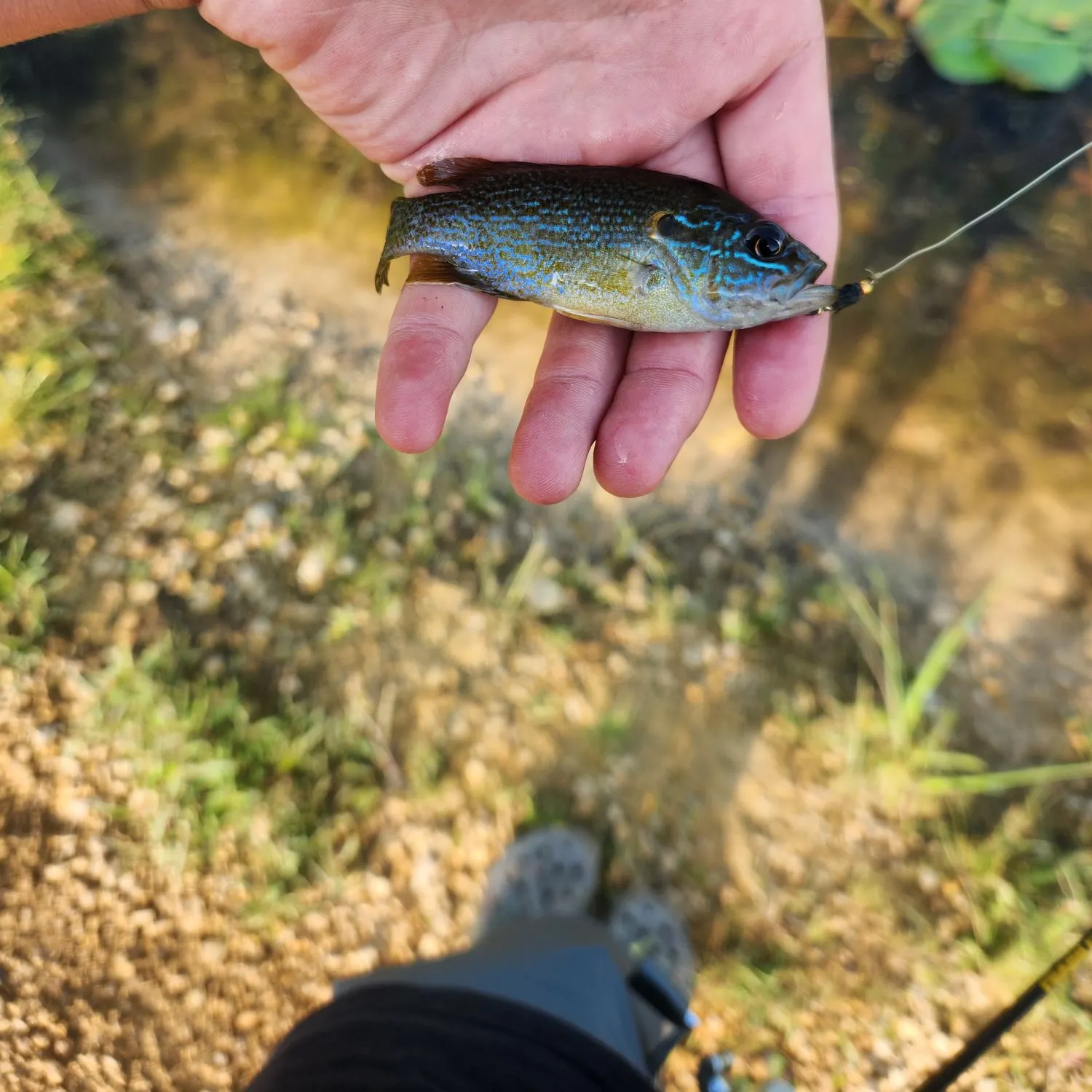 Green sunfish caught on Fishbrain