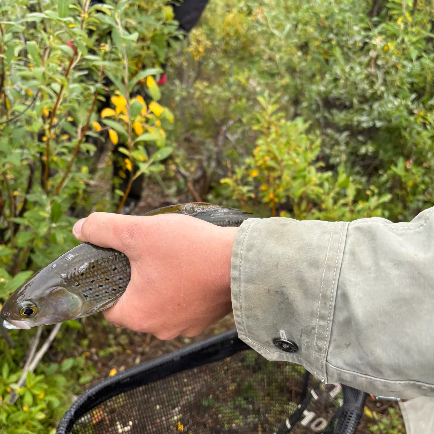 Arctic grayling caught on Fishbrain
