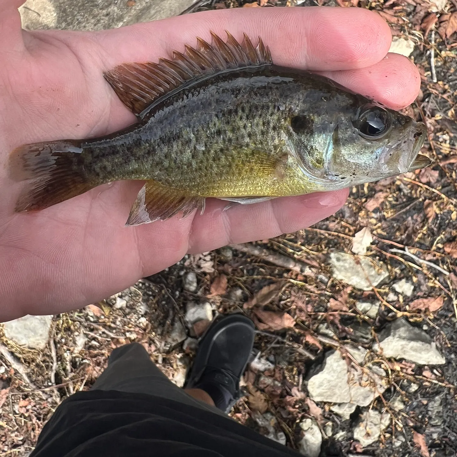Warmouth caught on Fishbrain