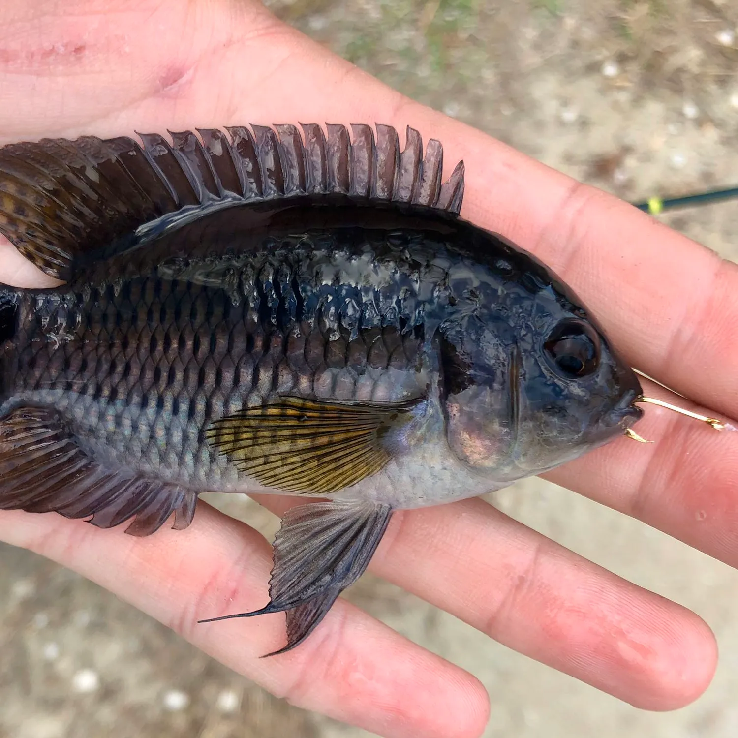 The most popular recent Black acara catch on Fishbrain