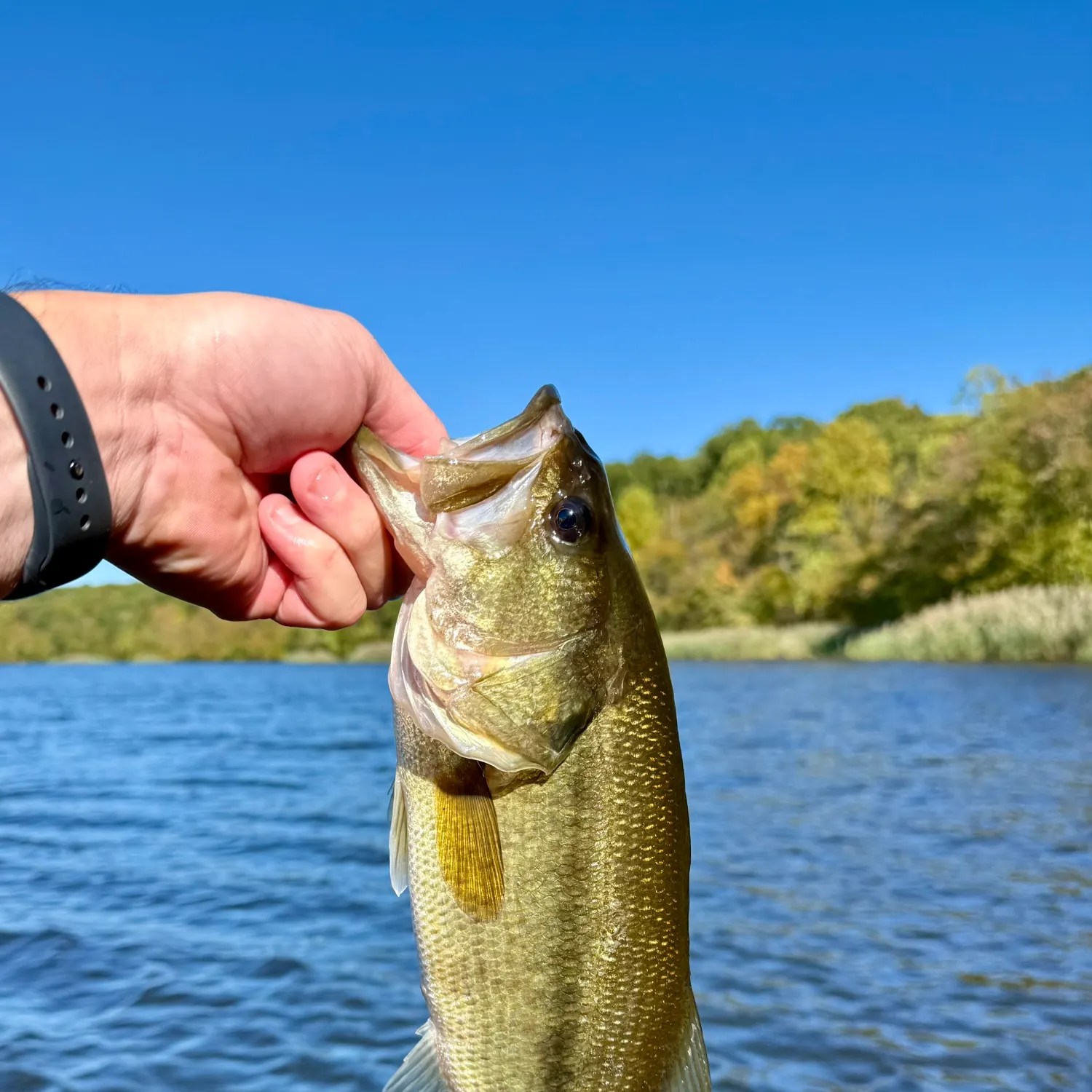 Largemouth bass caught on Fishbrain
