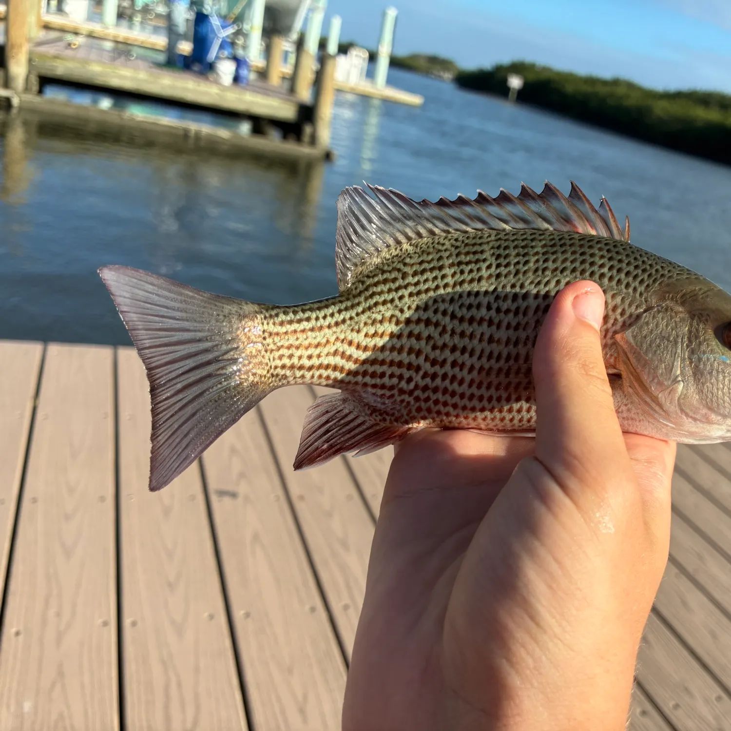 Mangrove snapper caught on Fishbrain
