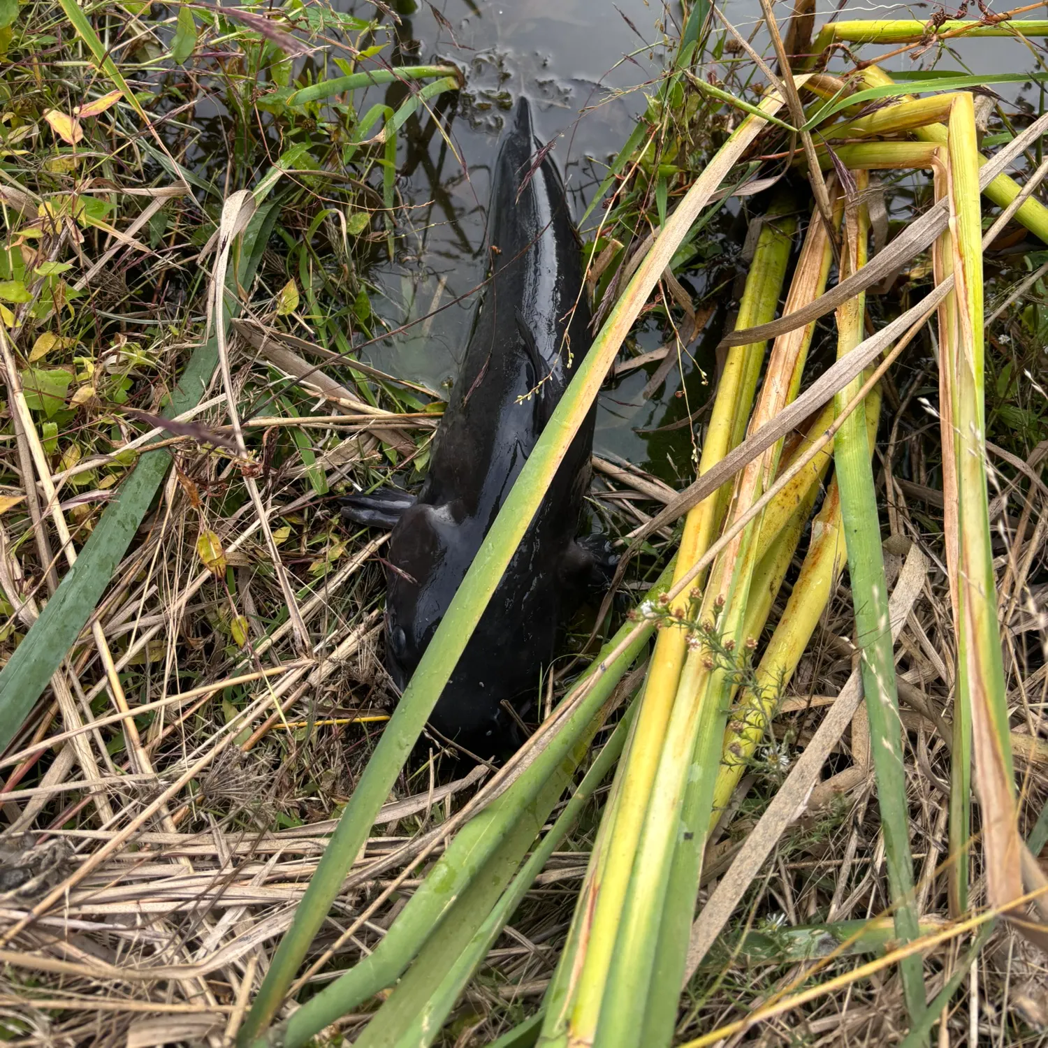 Channel catfish caught on Fishbrain