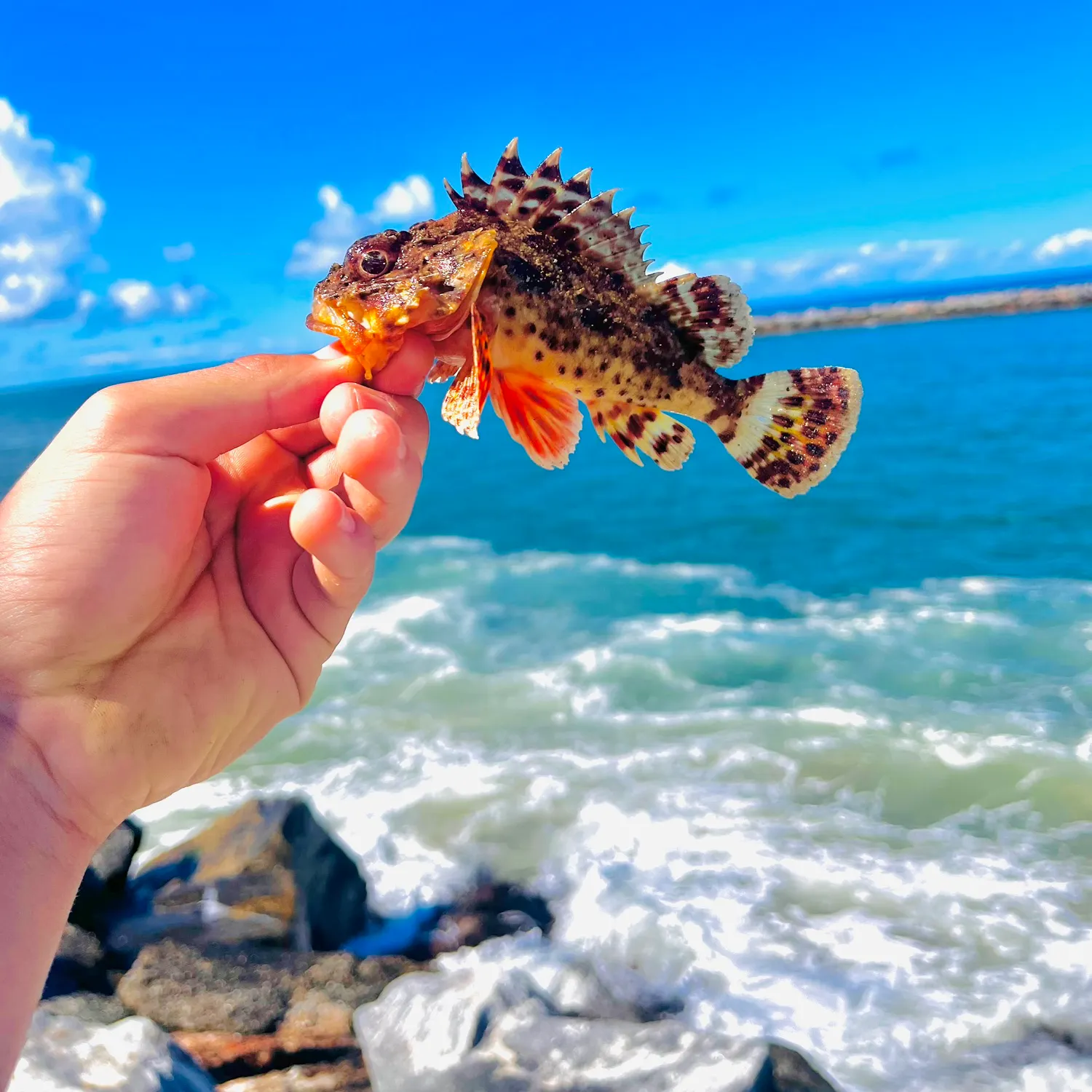 The most recent California scorpionfish catches on Fishbrain