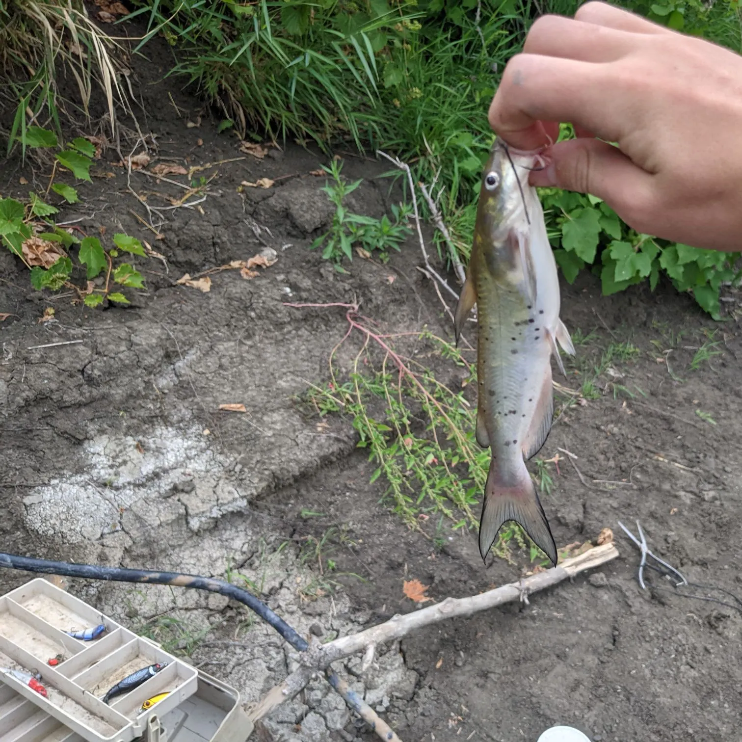 Channel catfish caught on Fishbrain