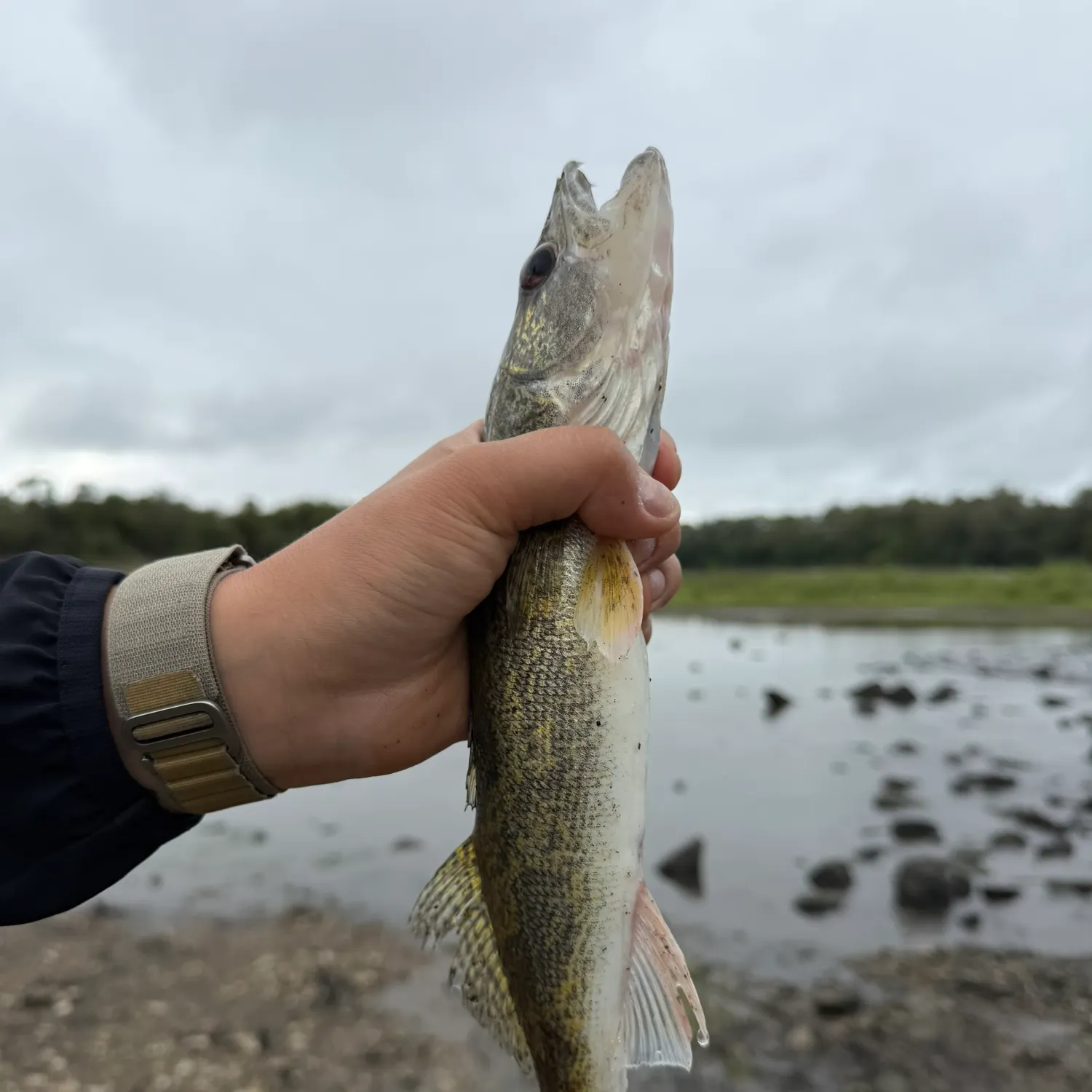 Sauger caught on Fishbrain