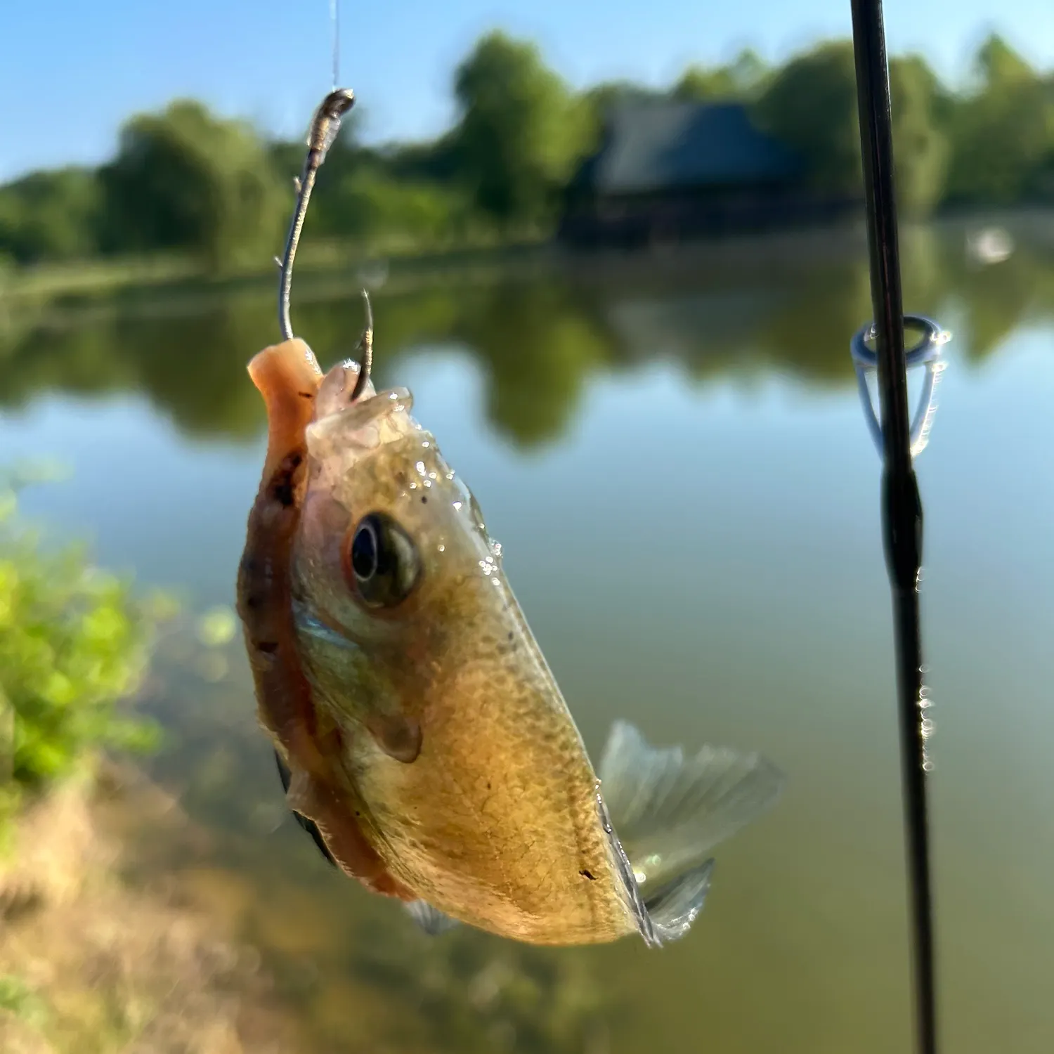 The most recent Bluegill catches on Fishbrain