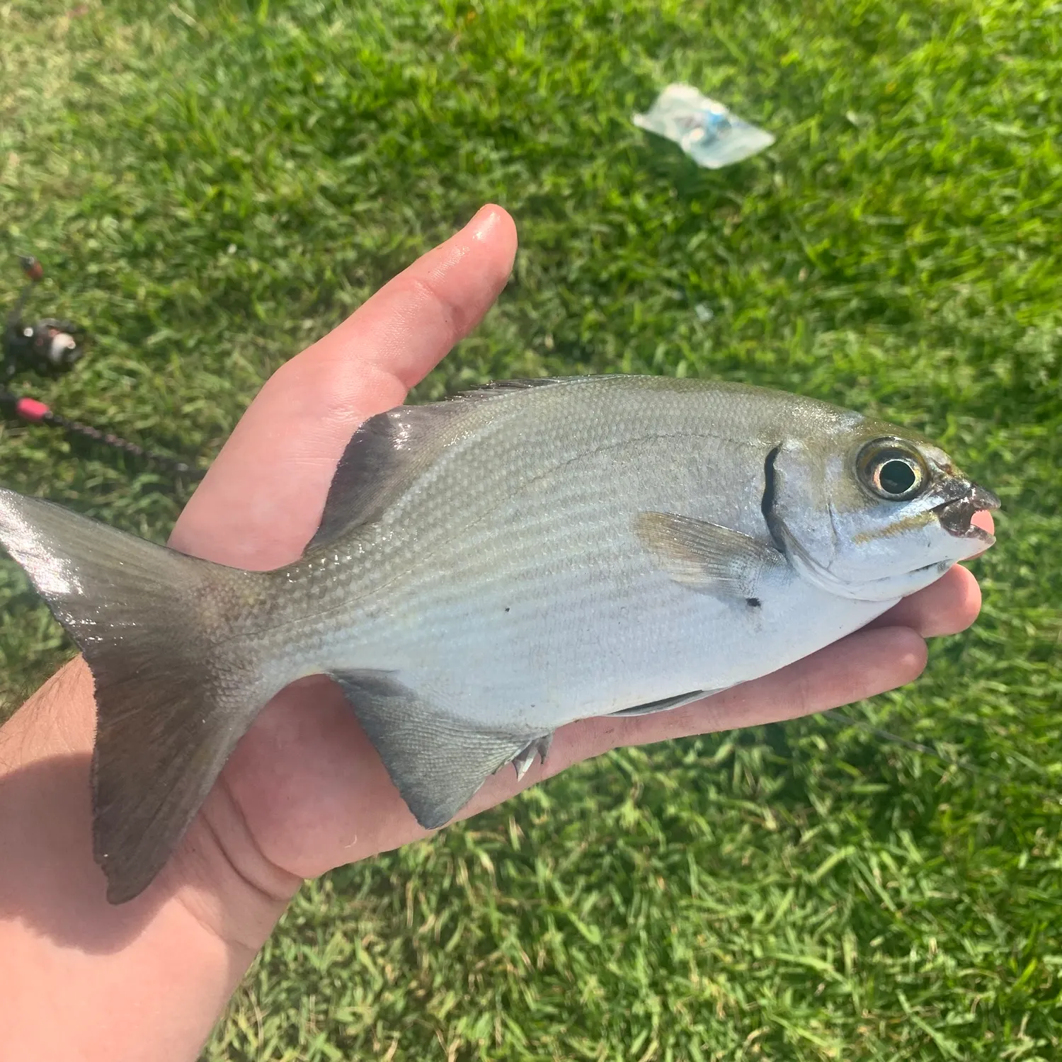 The most recent Bermuda sea chub catches on Fishbrain