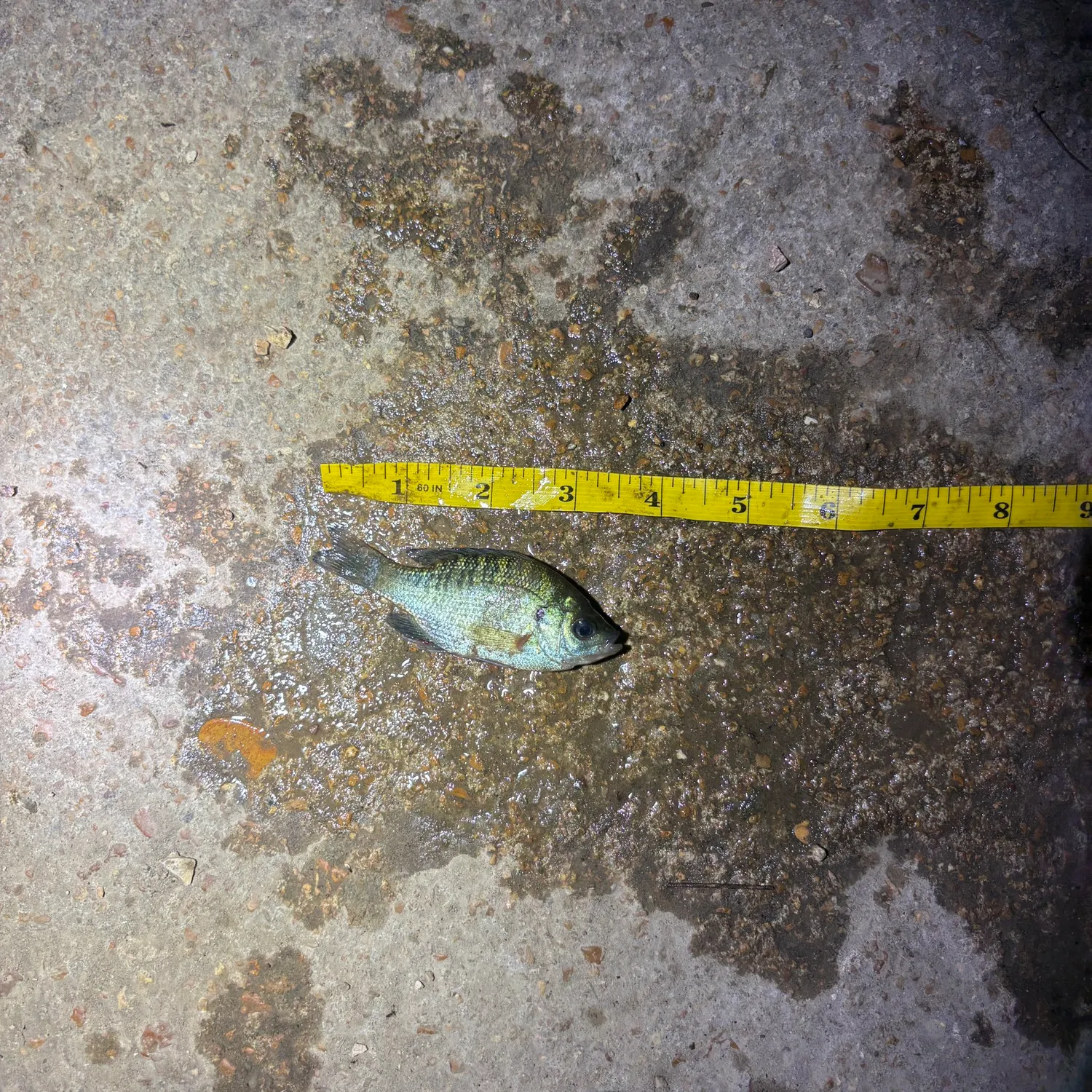 Bluegill caught on Fishbrain