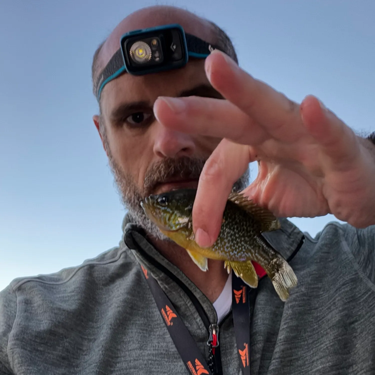 Greengill hybrid caught on Fishbrain