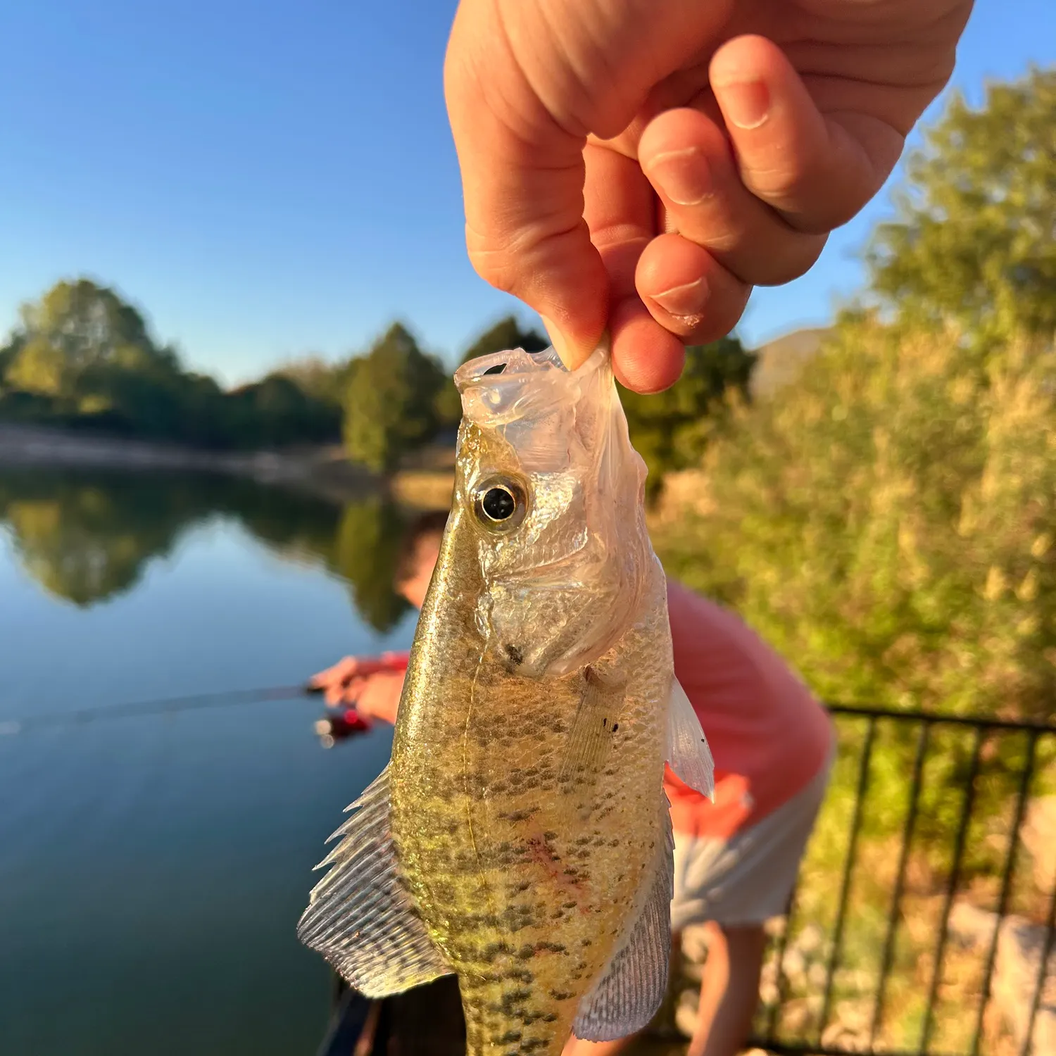 The most recent White crappie catches on Fishbrain
