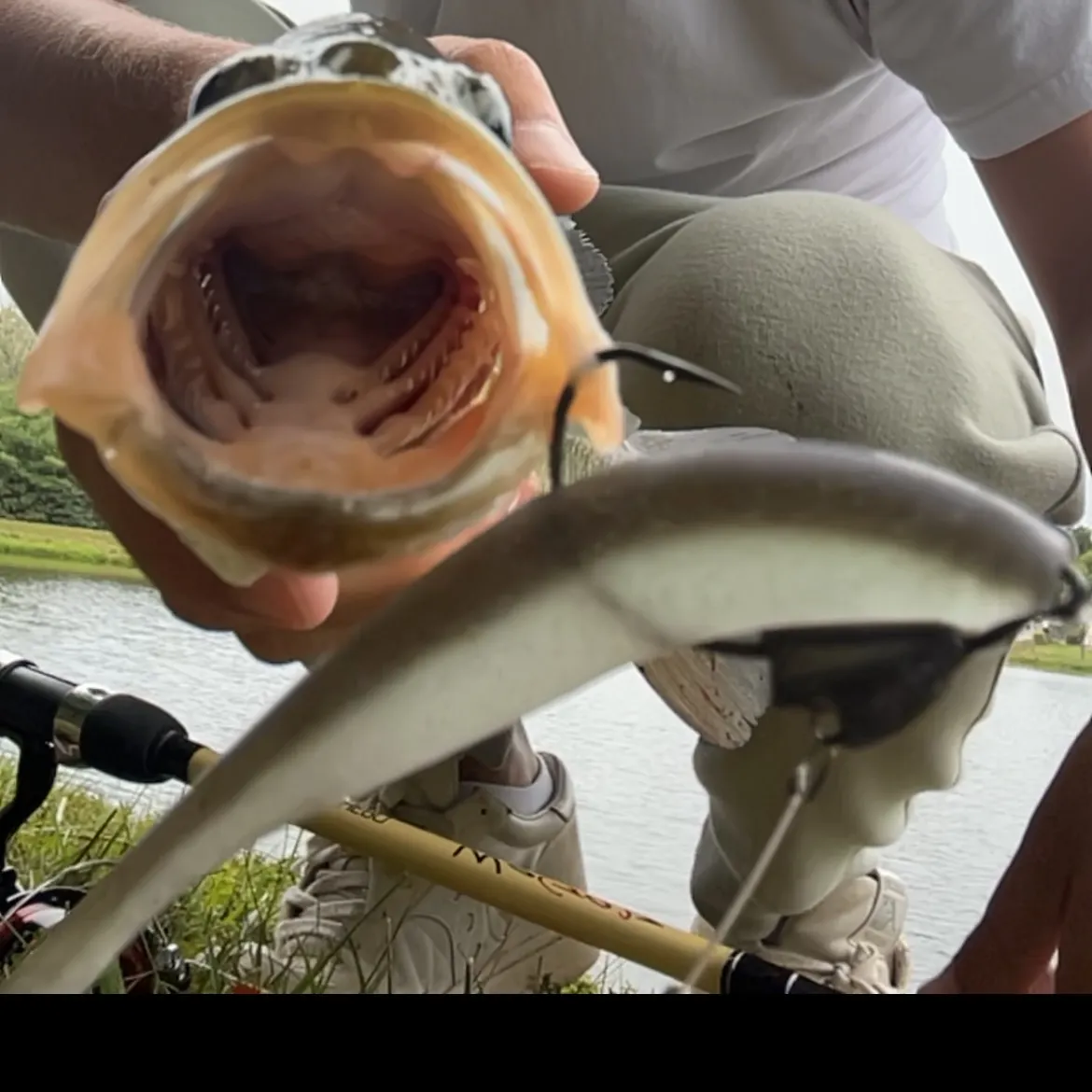 Largemouth bass caught on Fishbrain