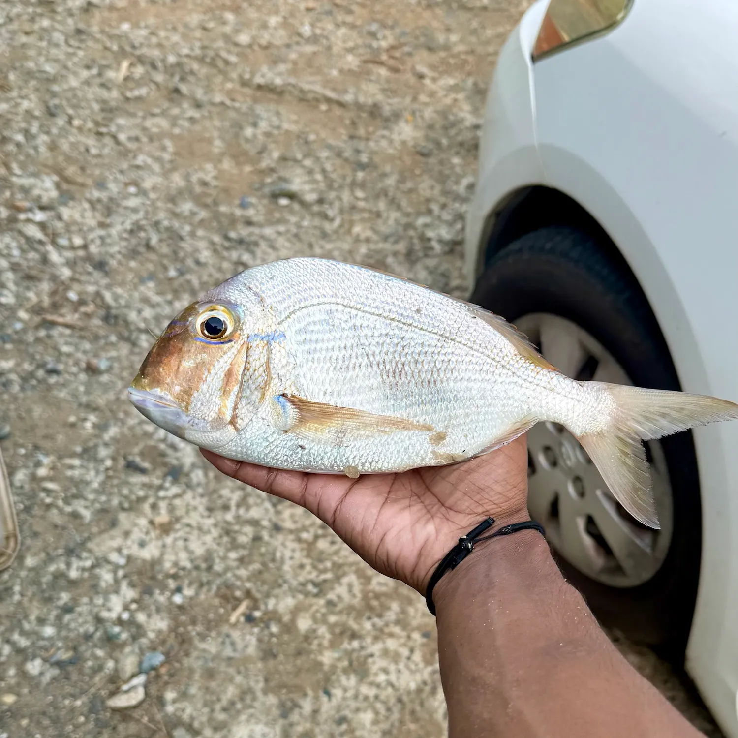 The most recent Littlehead Porgy catches on Fishbrain