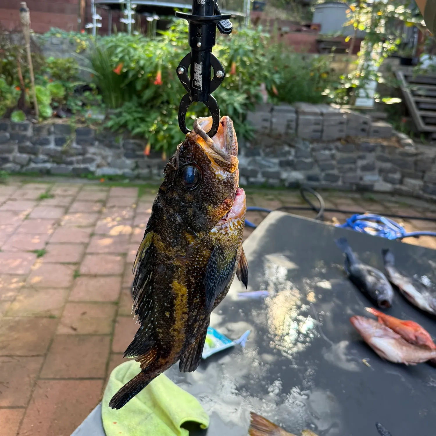 The most recent China rockfish catches on Fishbrain