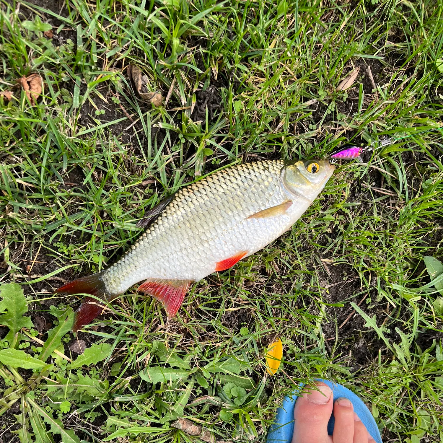 Common rudd caught on Fishbrain