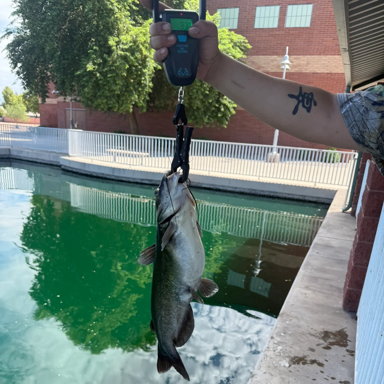 Channel catfish caught on Fishbrain