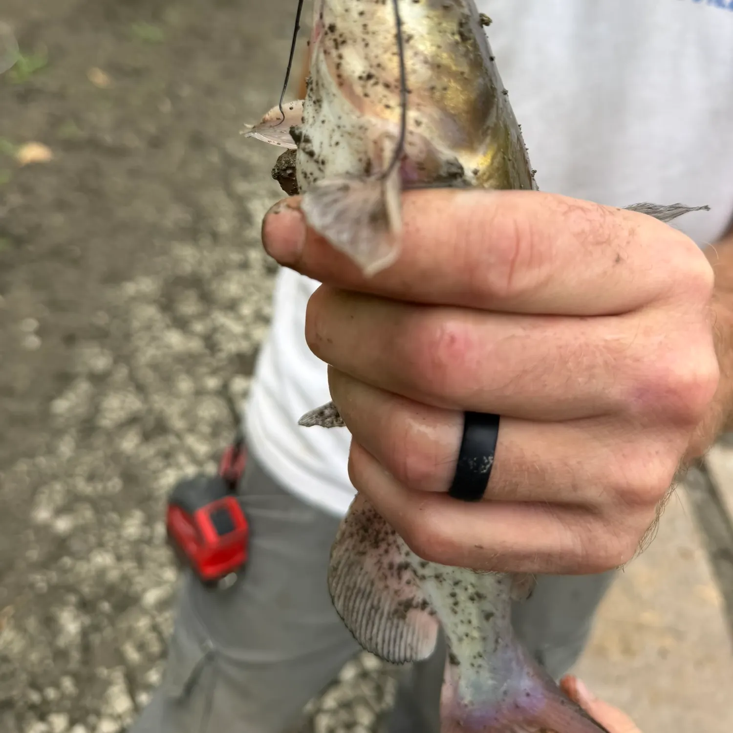 Channel catfish caught on Fishbrain