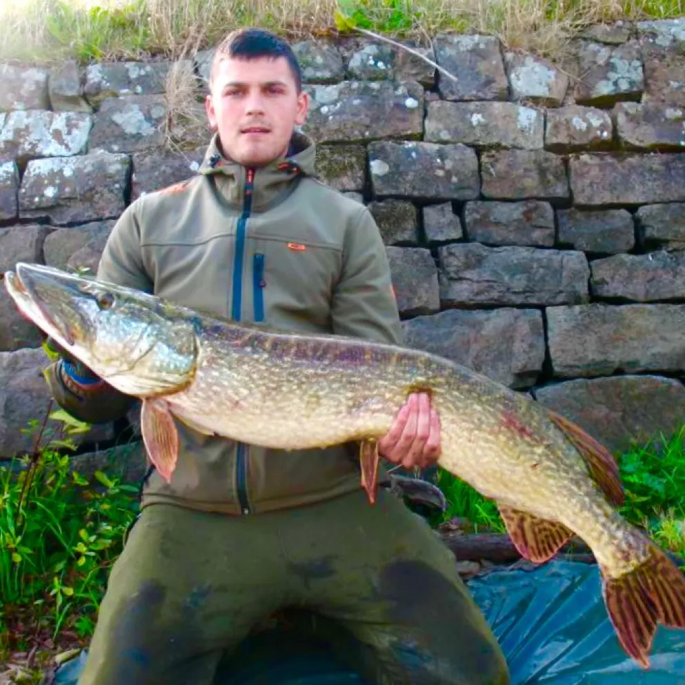Northern pike caught on Fishbrain