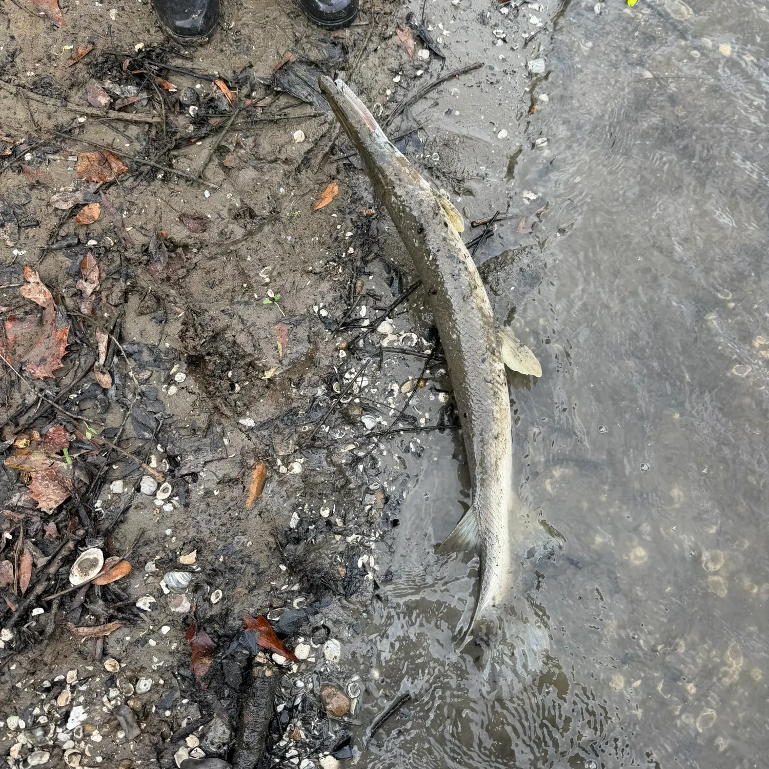 Fish caught on Fishbrain