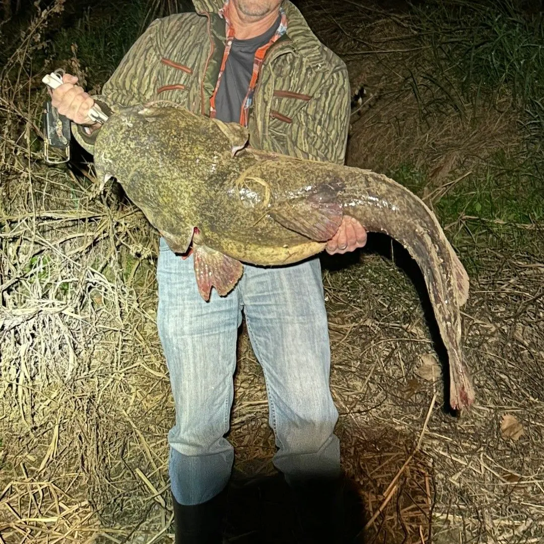 Flathead catfish caught on Fishbrain