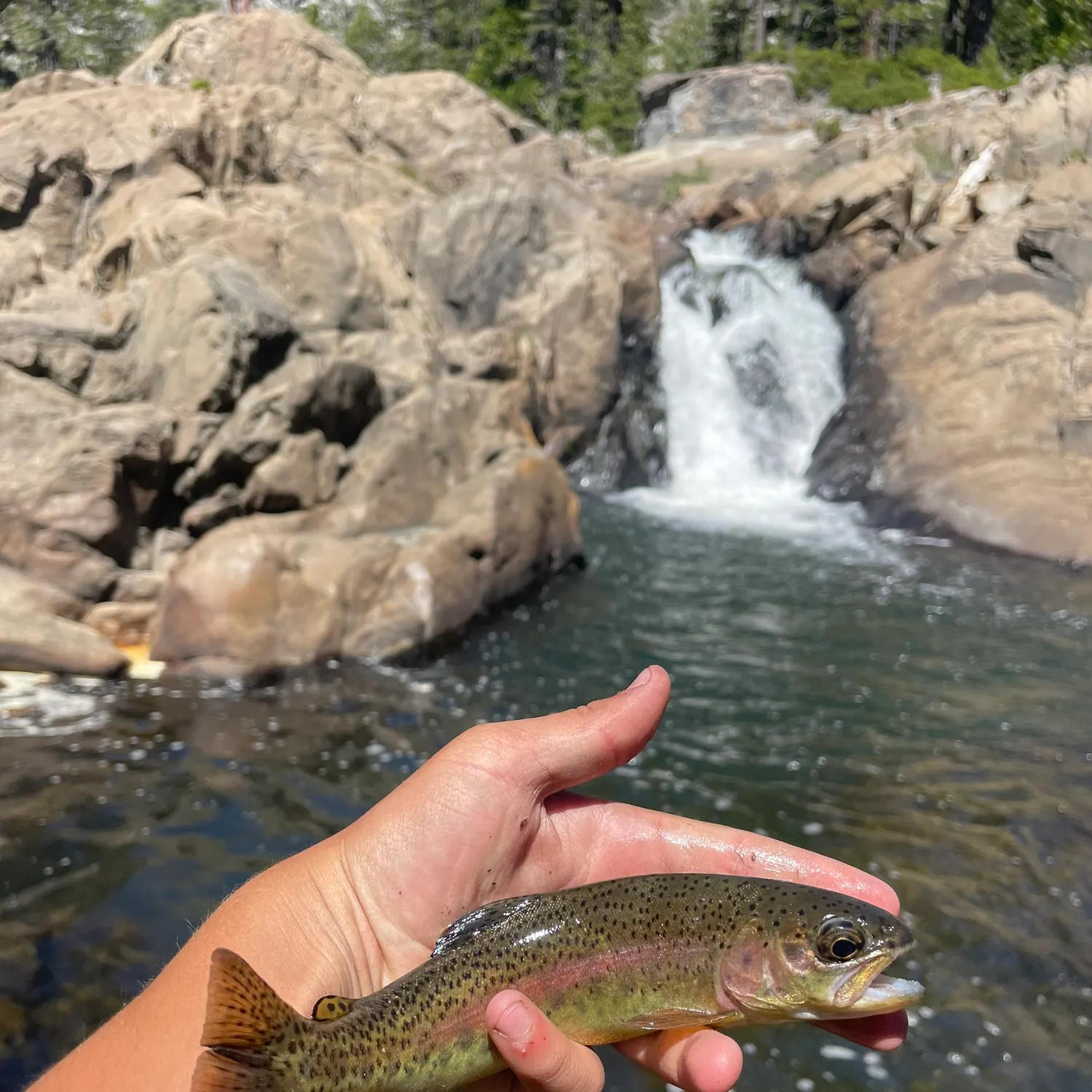 The most recent McCloud river redband trout catches on Fishbrain