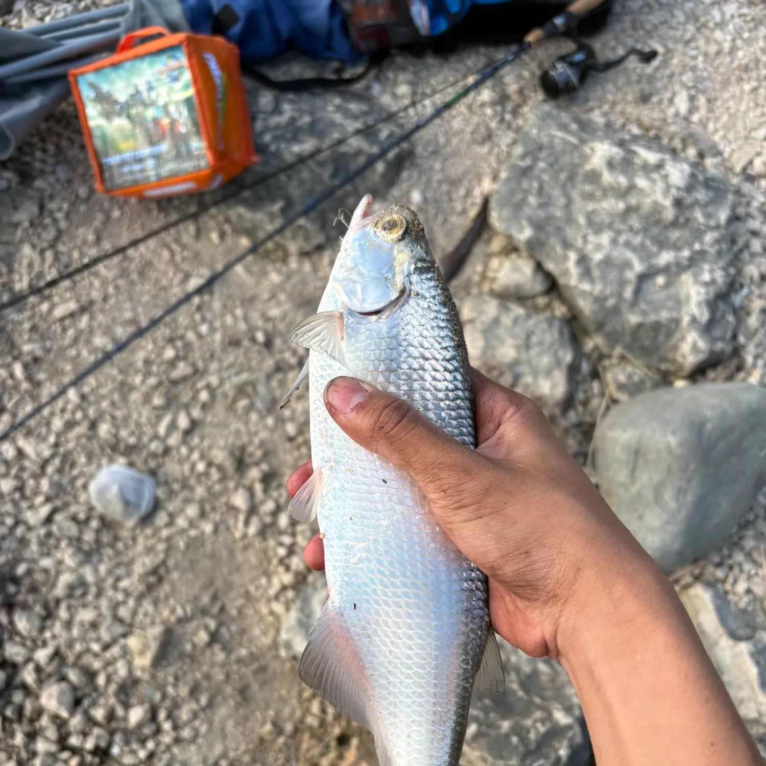 Goldeye caught on Fishbrain