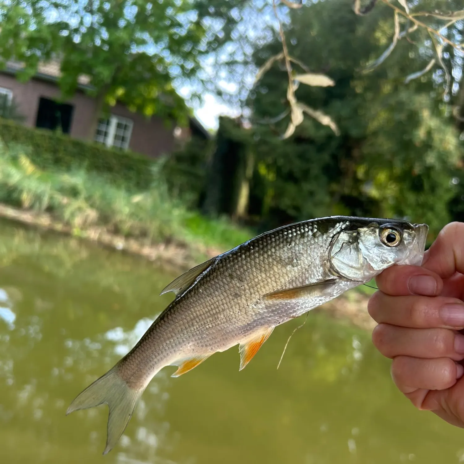 European perch caught on Fishbrain