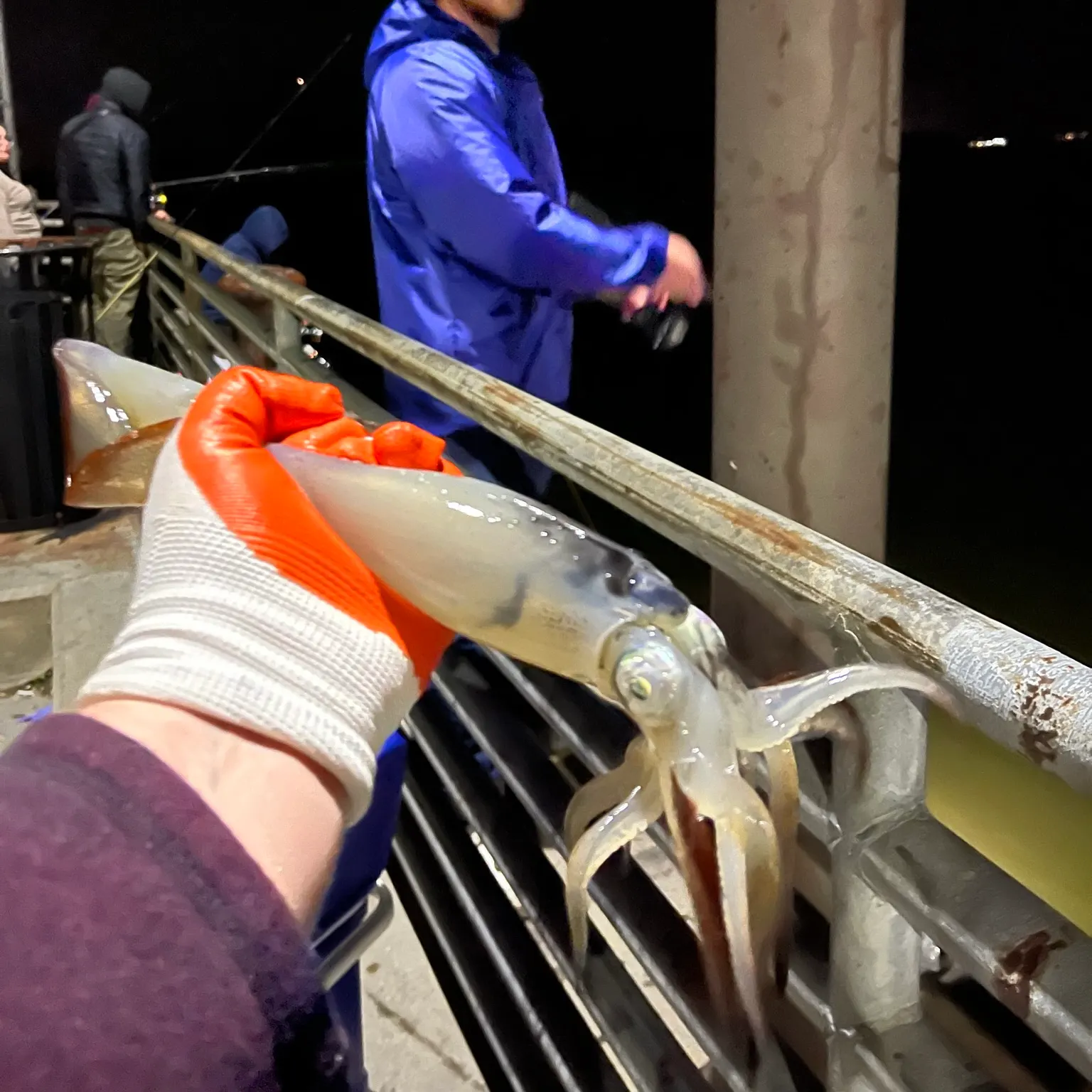 The most recent Longfin inshore squid catches on Fishbrain