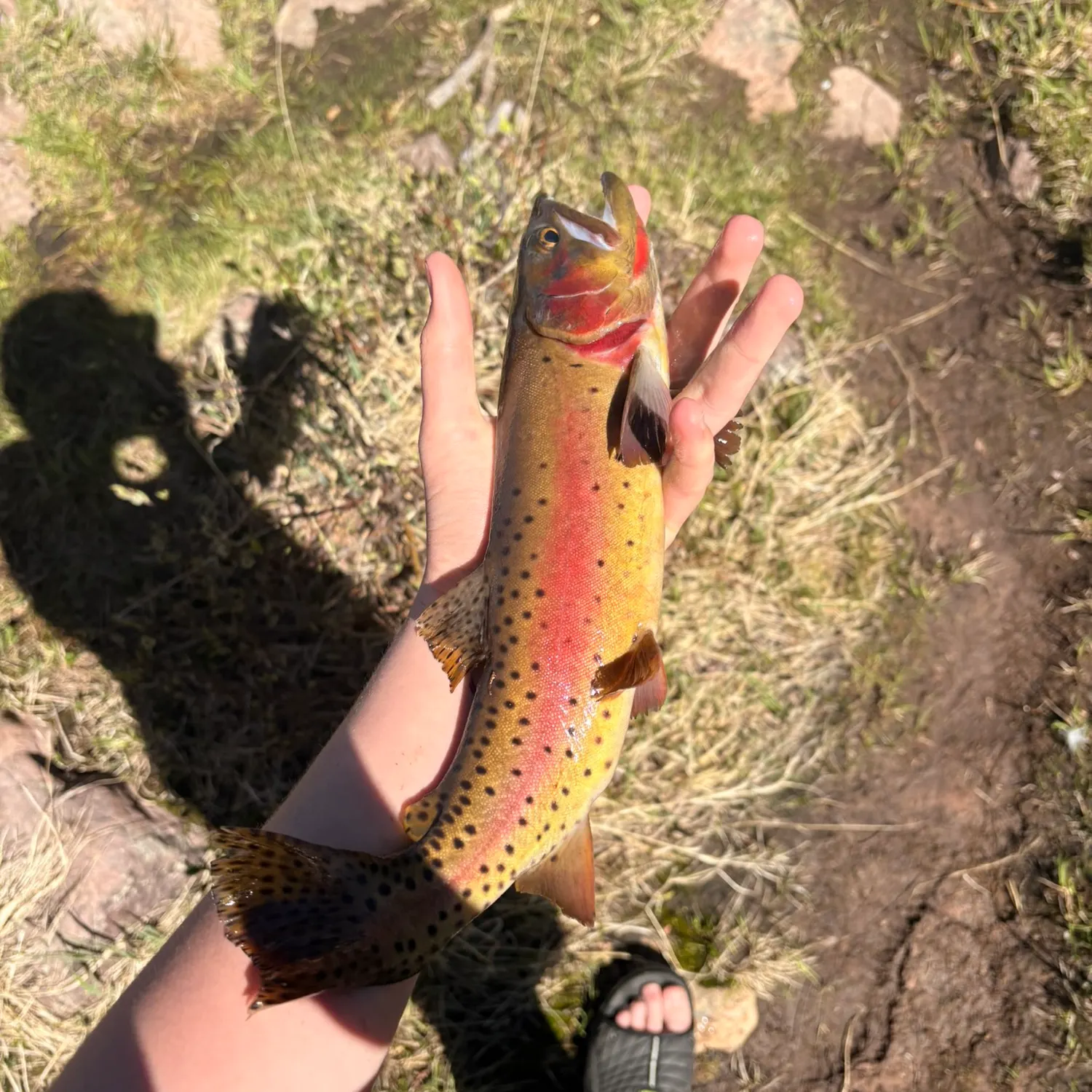 Cutthroat trout caught on Fishbrain