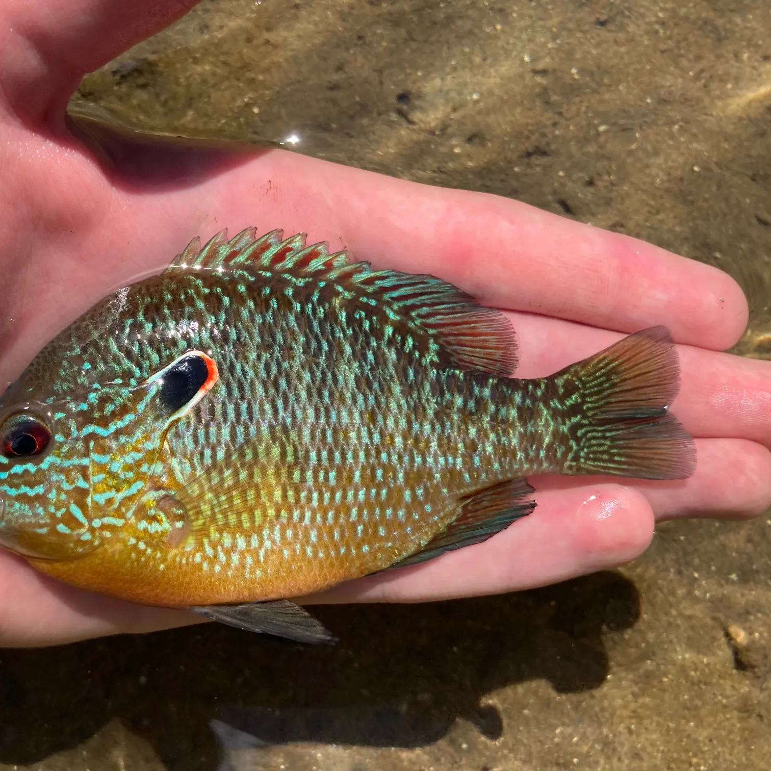 The most recent Northern sunfish catches on Fishbrain