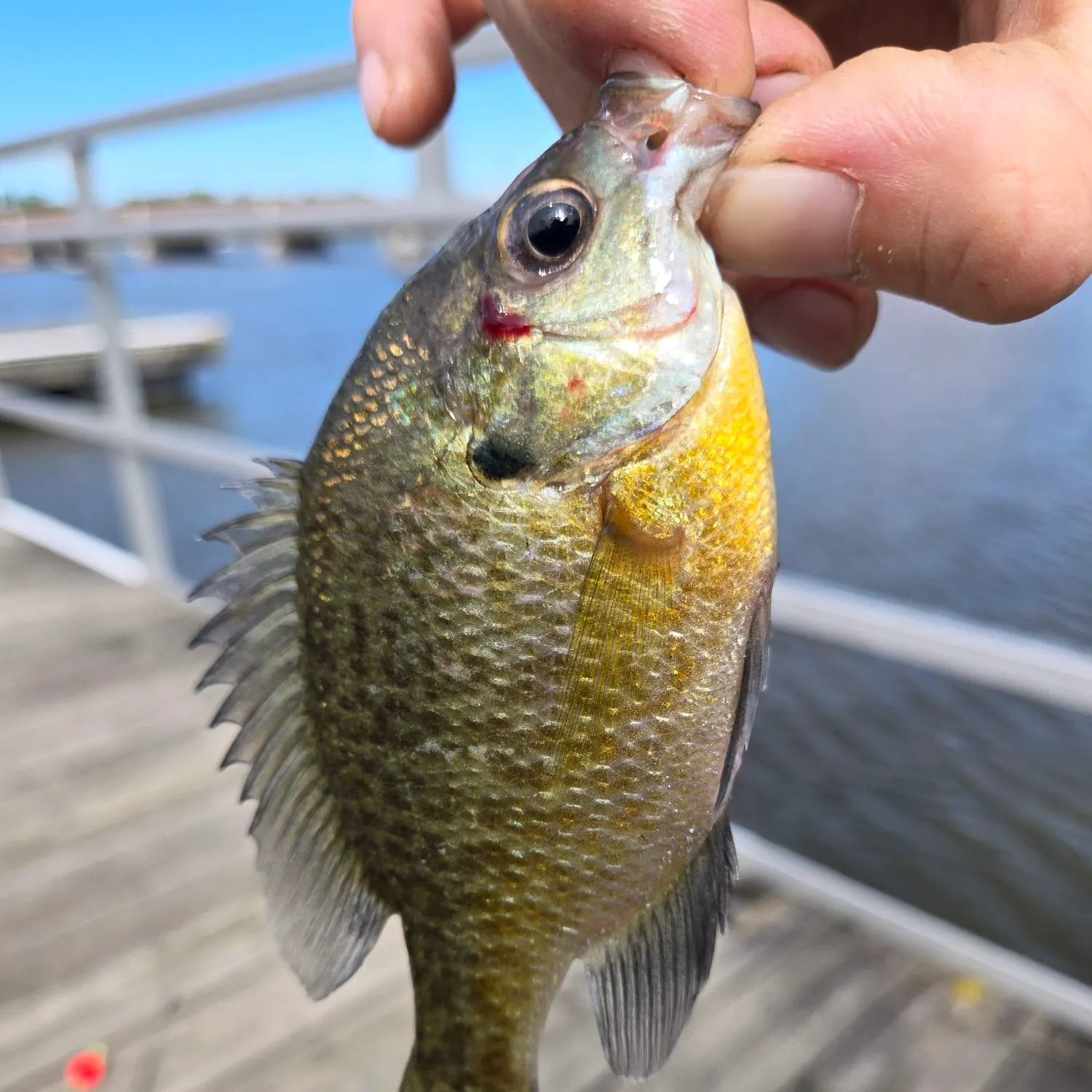 Bluegill caught on Fishbrain