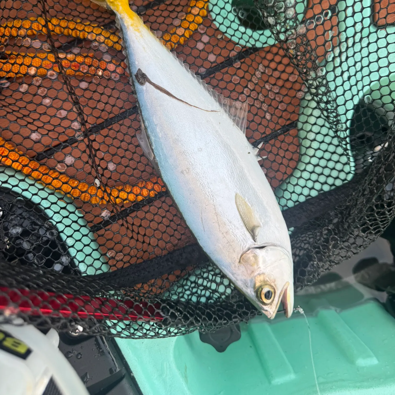The most recent Leatherjack catches on Fishbrain