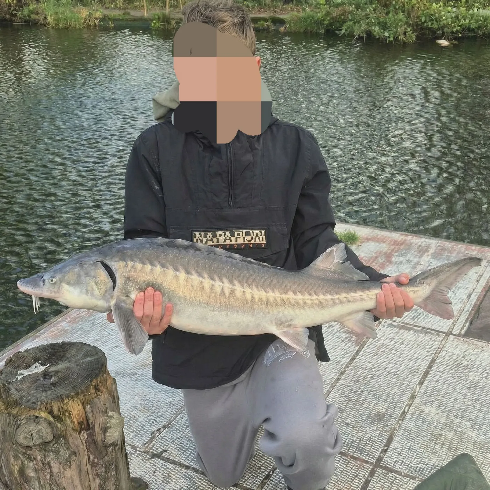 The most recent European sturgeon catches on Fishbrain