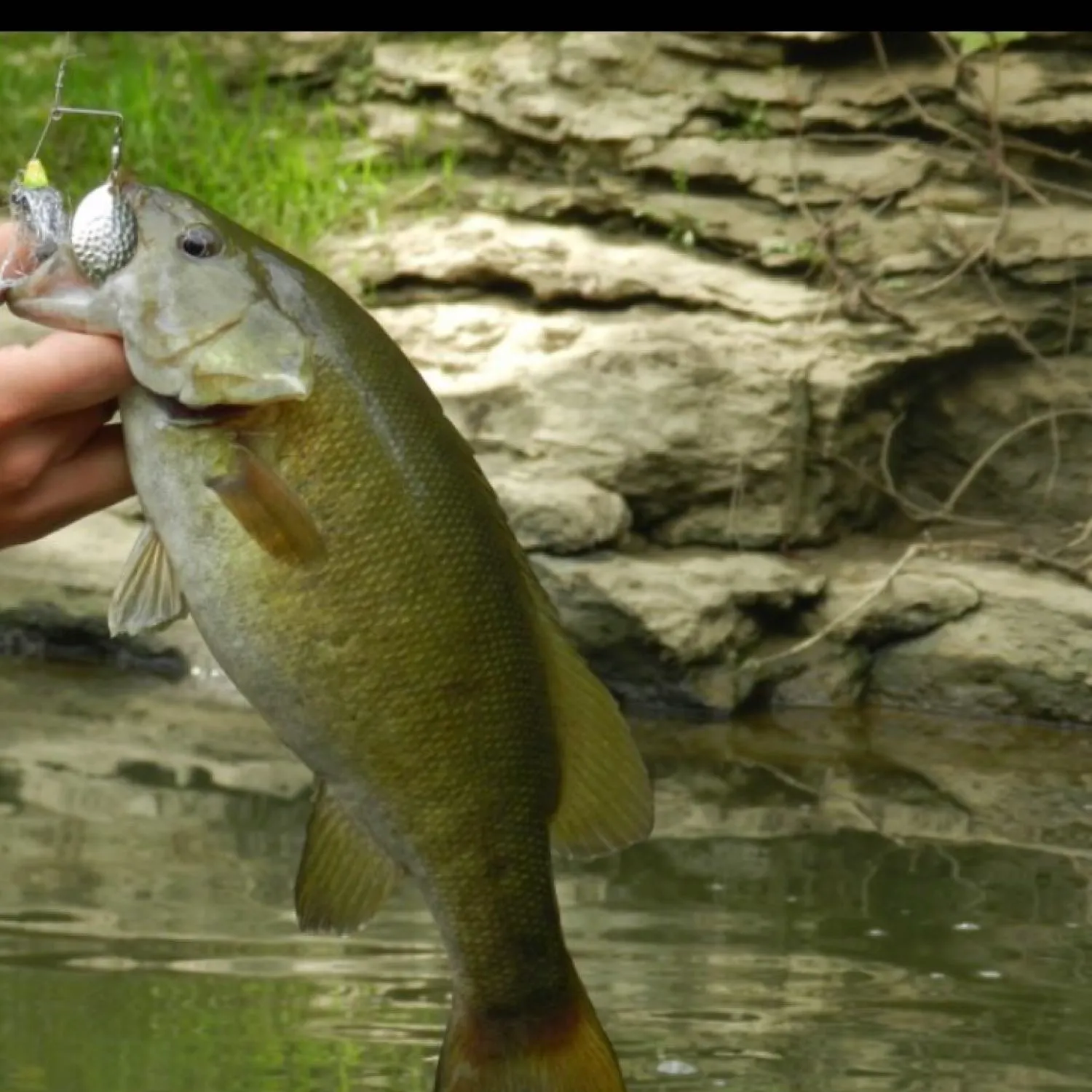 Smallmouth bass caught on Fishbrain
