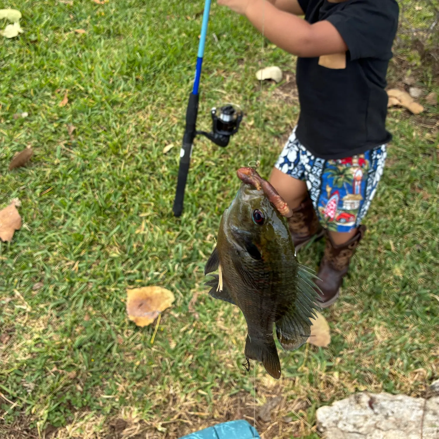 Bluegill caught on Fishbrain