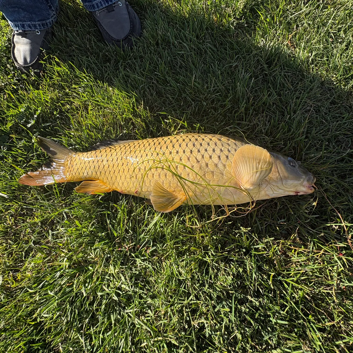 Common carp caught on Fishbrain