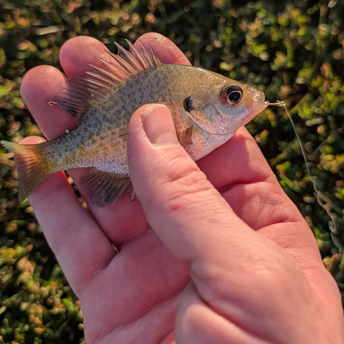 Bluegill caught on Fishbrain